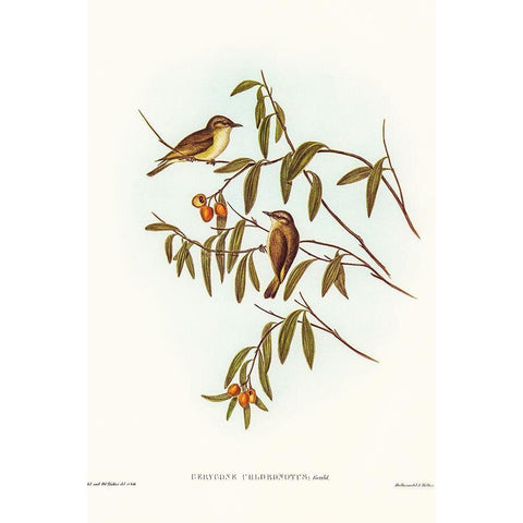 Green-backed Gerygone-Gerygone chloronotus White Modern Wood Framed Art Print by Gould, John