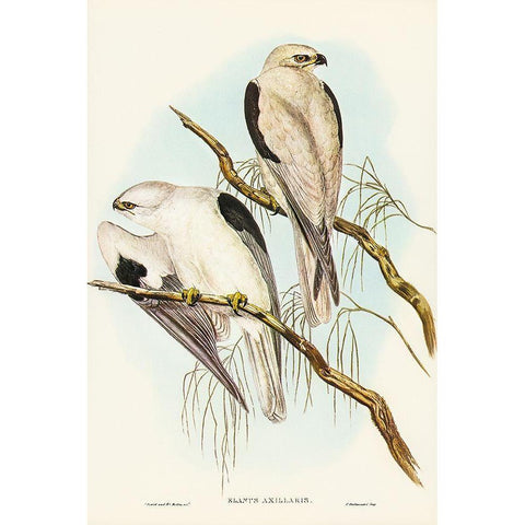 Square-tailed Kite-Milvus insures Black Modern Wood Framed Art Print with Double Matting by Gould, John