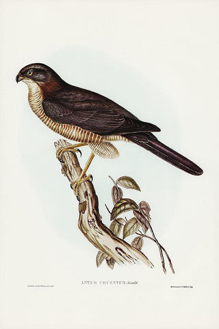 West Australian Goshawk-Astur cruentus Black Ornate Wood Framed Art Print with Double Matting by Gould, John