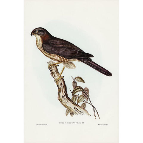 West Australian Goshawk-Astur cruentus Gold Ornate Wood Framed Art Print with Double Matting by Gould, John