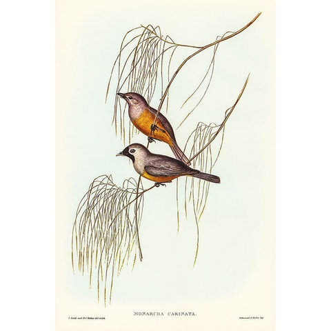 Carinated Flycatcher-Monarcha carinata Gold Ornate Wood Framed Art Print with Double Matting by Gould, John