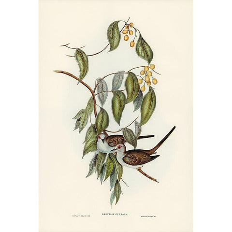 Greaceful Ground Dove-Geopelia cuneata Gold Ornate Wood Framed Art Print with Double Matting by Gould, John