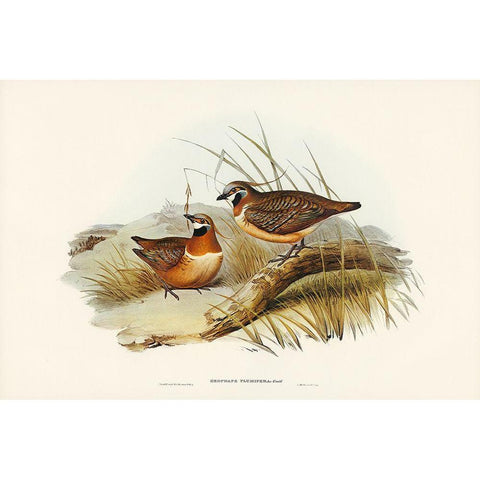 Plumed Partridge Bronze-wing-Geophaps plumifera White Modern Wood Framed Art Print by Gould, John