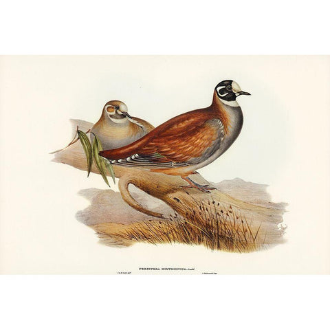 Harlequin Bronze-wing-Peristera histrionica Gold Ornate Wood Framed Art Print with Double Matting by Gould, John