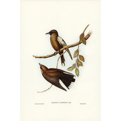 Grey-breasted Wood Swallow-Artamus cinereous Gold Ornate Wood Framed Art Print with Double Matting by Gould, John