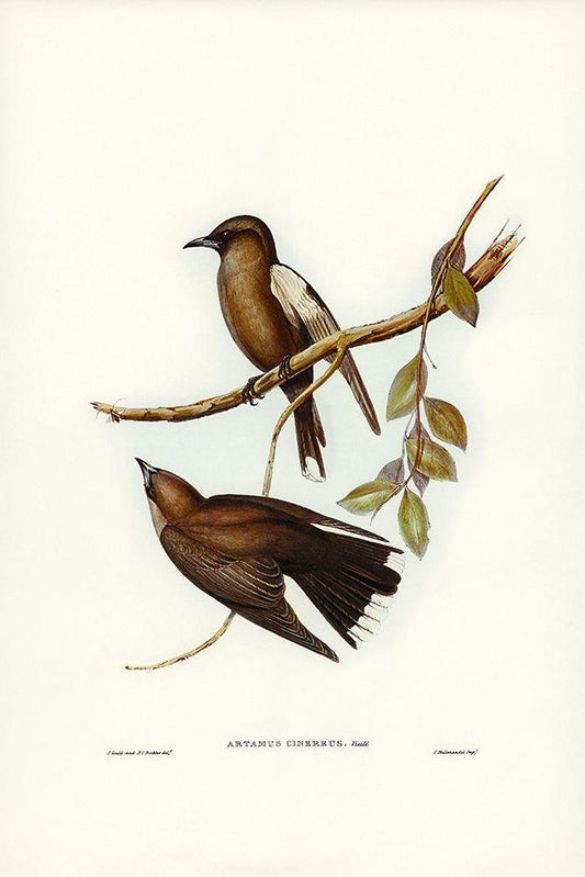 Image Only