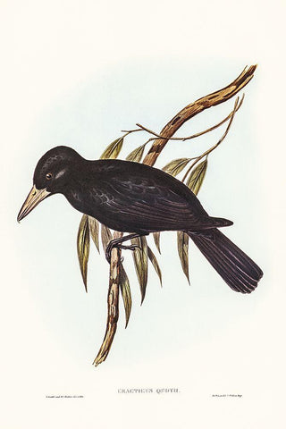 Quoyâ€™s Crow-Shrike-Cracticus Quoyii Black Ornate Wood Framed Art Print with Double Matting by Gould, John