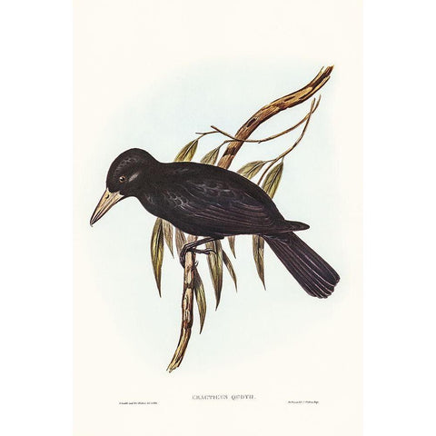 Quoyâ€™s Crow-Shrike-Cracticus Quoyii Black Modern Wood Framed Art Print with Double Matting by Gould, John