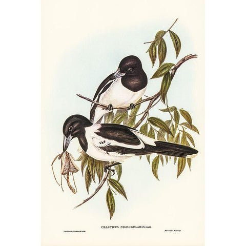 Black-throated Crow-Shrike-Cracticus nigrogularis Black Modern Wood Framed Art Print with Double Matting by Gould, John