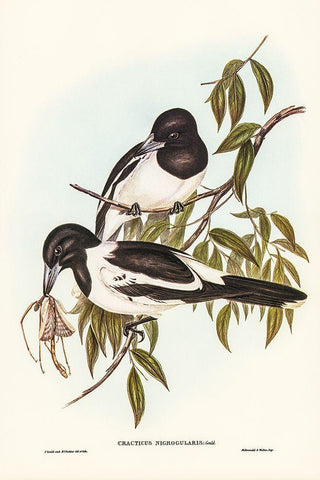 Black-throated Crow-Shrike-Cracticus nigrogularis White Modern Wood Framed Art Print with Double Matting by Gould, John