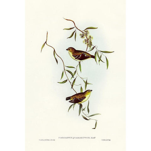 Forty-spotted Pardalote-Pardalotus quadragintus White Modern Wood Framed Art Print by Gould, John