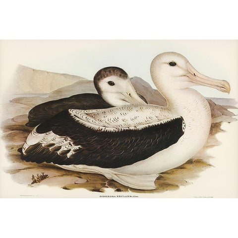 Wandering Albatros-Diomedea exulans Gold Ornate Wood Framed Art Print with Double Matting by Gould, John