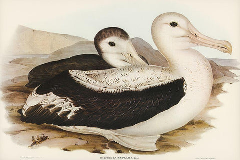 Wandering Albatros-Diomedea exulans Black Ornate Wood Framed Art Print with Double Matting by Gould, John