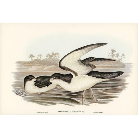 Cooks Petrel-Procellaria Cookii White Modern Wood Framed Art Print by Gould, John