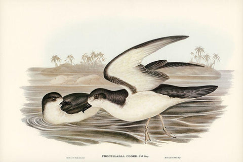 Cooks Petrel-Procellaria Cookii White Modern Wood Framed Art Print with Double Matting by Gould, John