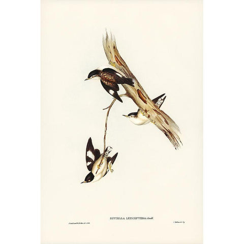 White-winged Sittella-Sittella leucoptera Gold Ornate Wood Framed Art Print with Double Matting by Gould, John