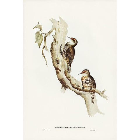 Red-eyebrowed Tree-Creeper-Climacteris crythrops Gold Ornate Wood Framed Art Print with Double Matting by Gould, John