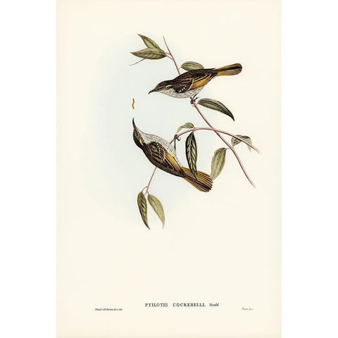 Cockerells Honey-eater-Ptilotis Cockerelli Black Modern Wood Framed Art Print with Double Matting by Gould, John