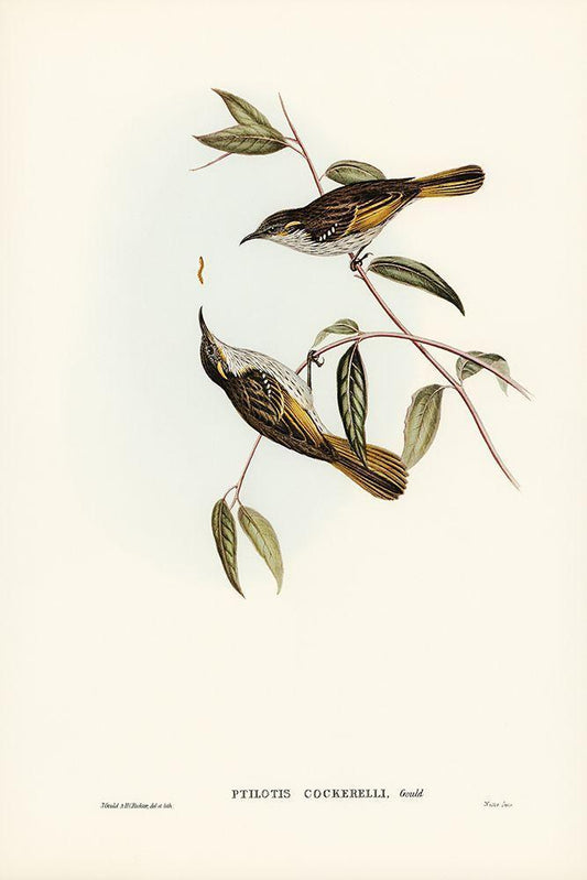 Image Only