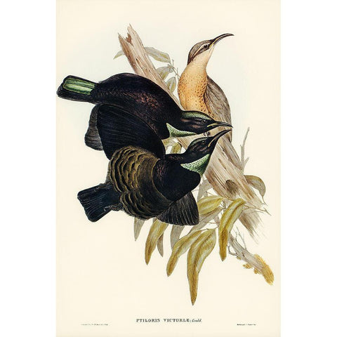 Victoria Rifle-bird-Ptiloris Victoriae White Modern Wood Framed Art Print by Gould, John