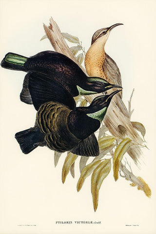 Victoria Rifle-bird-Ptiloris Victoriae White Modern Wood Framed Art Print with Double Matting by Gould, John