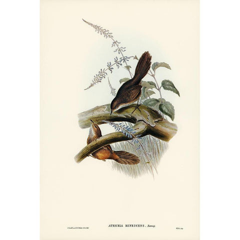 Rufescent Scrub-Bird-Atrichia rufescens Black Modern Wood Framed Art Print with Double Matting by Gould, John