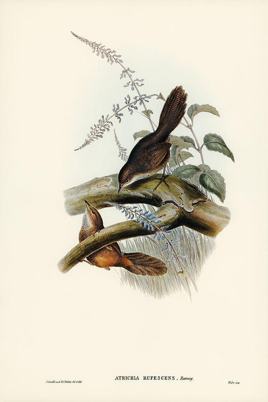 Image Only
