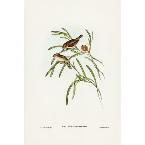 Plain-coloured Acanthiza-Acanthiza inornata Black Modern Wood Framed Art Print with Double Matting by Gould, John