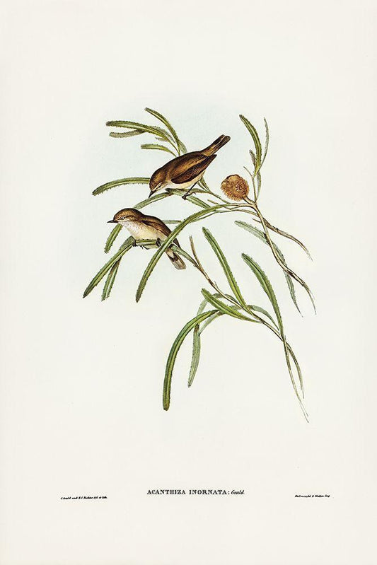 Image Only