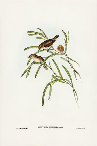 Plain-coloured Acanthiza-Acanthiza inornata Black Ornate Wood Framed Art Print with Double Matting by Gould, John