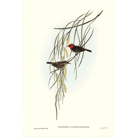 Sanguineous Honey-eater-Myzomela sanguincolenta White Modern Wood Framed Art Print by Gould, John