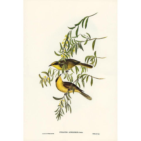 Yellow-tufted Honey-eater-Ptilotis auricomis Gold Ornate Wood Framed Art Print with Double Matting by Gould, John