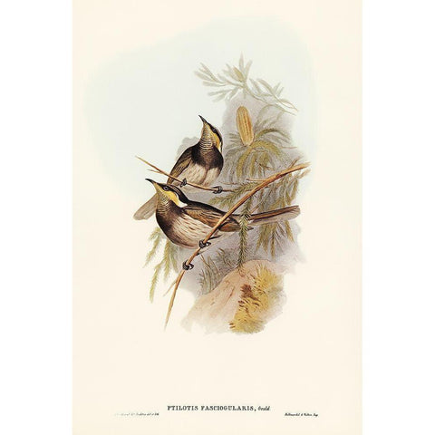 Fasciated Honey-eater-Ptilotis fasciogularis Gold Ornate Wood Framed Art Print with Double Matting by Gould, John