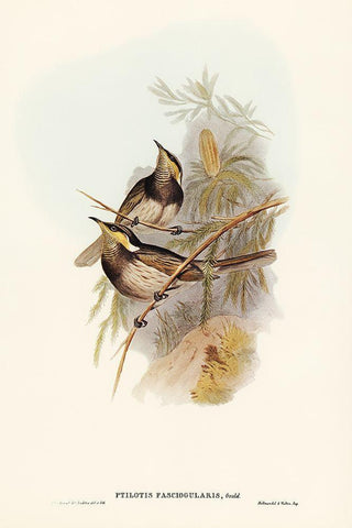 Fasciated Honey-eater-Ptilotis fasciogularis Black Ornate Wood Framed Art Print with Double Matting by Gould, John