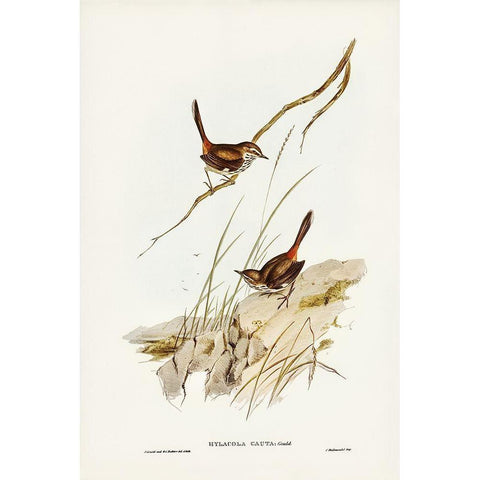 Cautious Wren-Hylacola cauta Black Modern Wood Framed Art Print with Double Matting by Gould, John