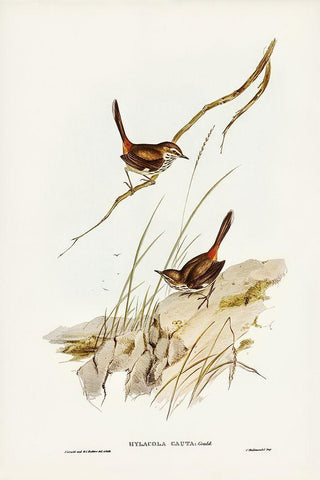 Cautious Wren-Hylacola cauta Black Ornate Wood Framed Art Print with Double Matting by Gould, John