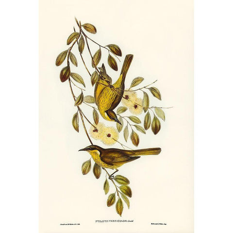 Varied Honey-eater-Ptilotis versicolor Gold Ornate Wood Framed Art Print with Double Matting by Gould, John