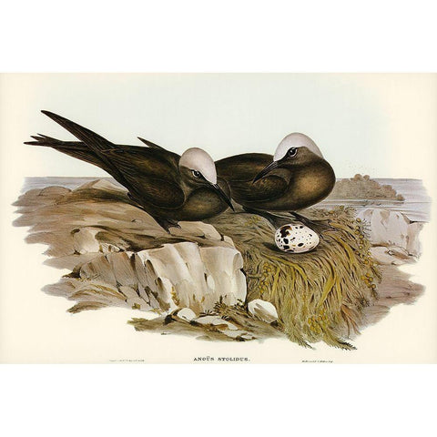 Noddy Tern-Anous Stolidus Gold Ornate Wood Framed Art Print with Double Matting by Gould, John