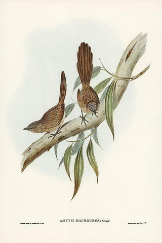 Large-tailed Wren-Amytis macrourus Black Ornate Wood Framed Art Print with Double Matting by Gould, John