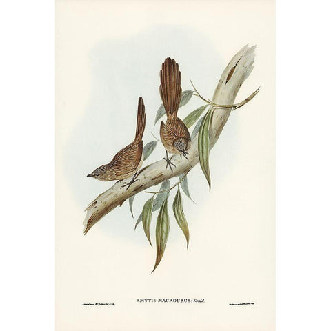 Large-tailed Wren-Amytis macrourus White Modern Wood Framed Art Print by Gould, John