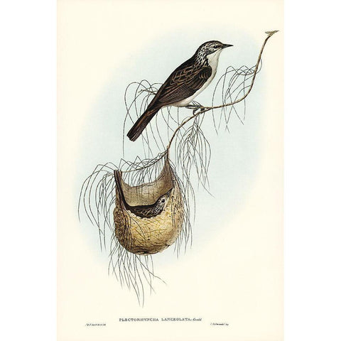 Lanceolate Honey-eater-Plectorhyncha lanceolata Black Modern Wood Framed Art Print with Double Matting by Gould, John