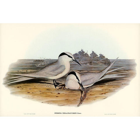 Black-naped Tern-Sterna melanauchen Gold Ornate Wood Framed Art Print with Double Matting by Gould, John