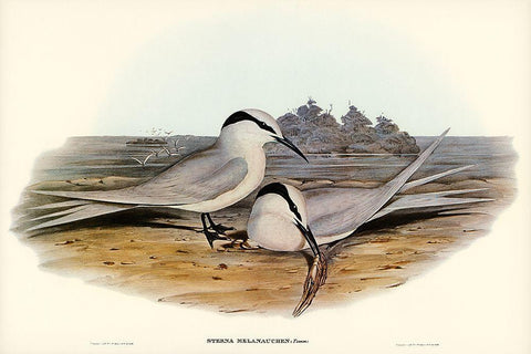 Black-naped Tern-Sterna melanauchen White Modern Wood Framed Art Print with Double Matting by Gould, John