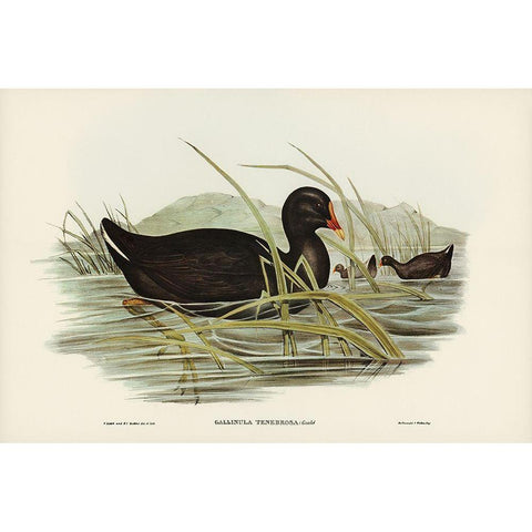 Dusky Moorhen-Gallinula tenebrosa Black Modern Wood Framed Art Print with Double Matting by Gould, John