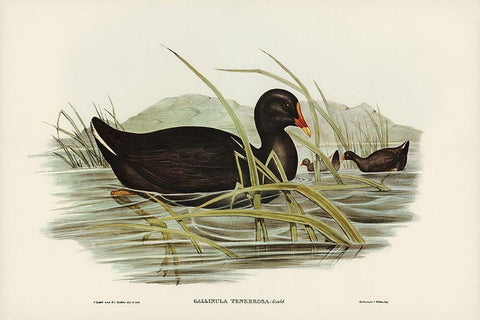 Dusky Moorhen-Gallinula tenebrosa White Modern Wood Framed Art Print with Double Matting by Gould, John