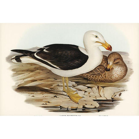 Pacific Gull-Larus Pacificus Gold Ornate Wood Framed Art Print with Double Matting by Gould, John