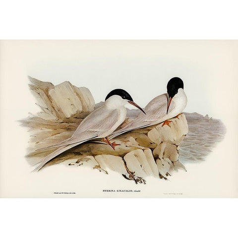 Graceful Tern-Sterna gracilis Black Modern Wood Framed Art Print with Double Matting by Gould, John