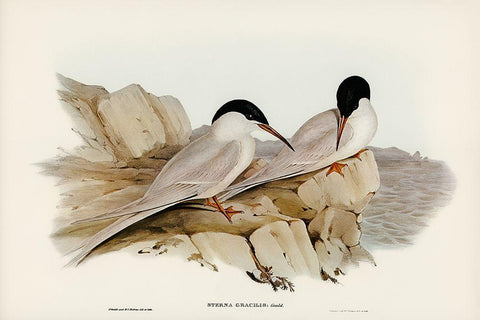 Graceful Tern-Sterna gracilis Black Ornate Wood Framed Art Print with Double Matting by Gould, John