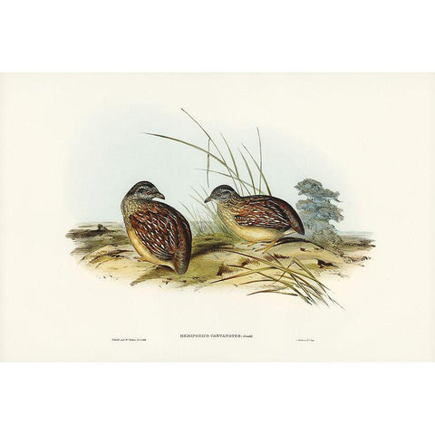 Chestnut-backed Hemipode-Hemipodius castanotus White Modern Wood Framed Art Print by Gould, John