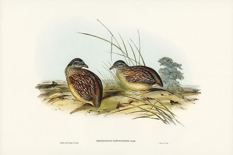 Chestnut-backed Hemipode-Hemipodius castanotus Black Ornate Wood Framed Art Print with Double Matting by Gould, John